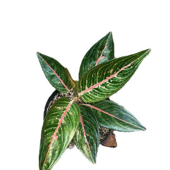 aglonema legachy hijau - aglonema green legacy - tanamanhias aglonema green legacy - tanaman