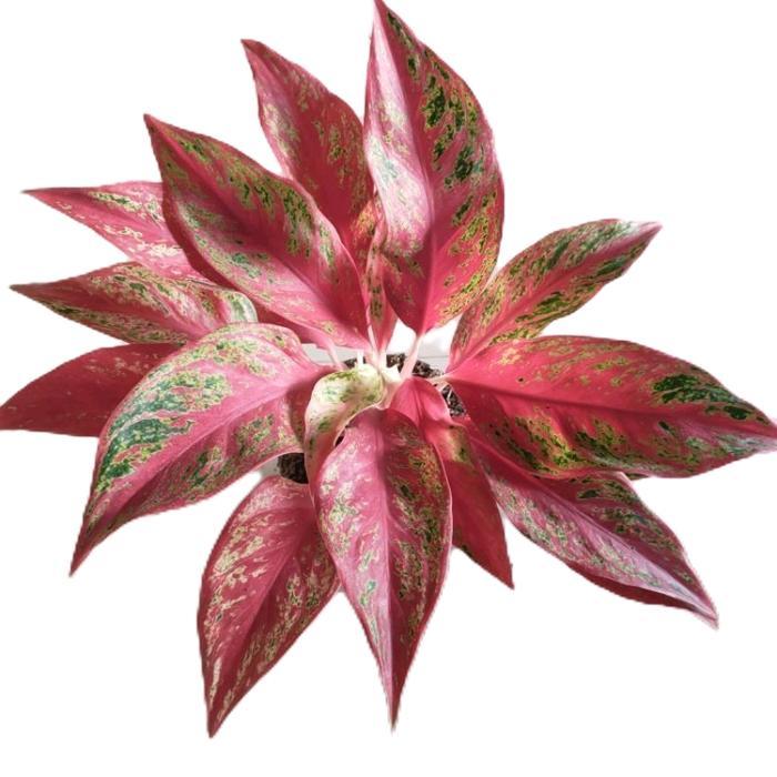 aglonema pink cut - tanamanhias aglonema pink cut - tanaman aglonema - tanaman murah Hadiah