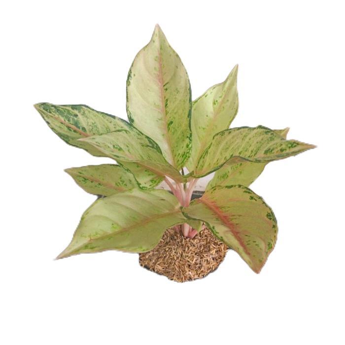 aglonema frozen - tanamanhias aglonema frozen - tanaman aglonema Daun