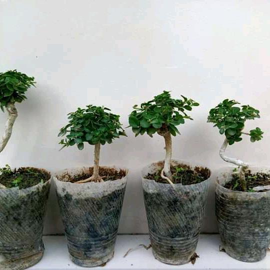 bahan bonsai sancang ori tanaman hidup bahan mame
