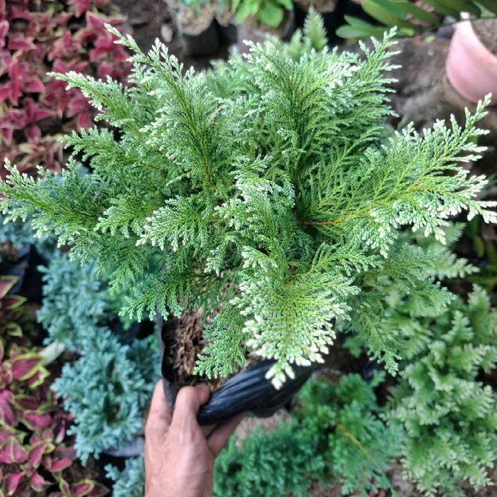 Tanaman Hias cemara hinoki / cemara inoki bahan bonsai