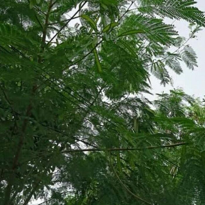 jual bibit lamtoro stek batang