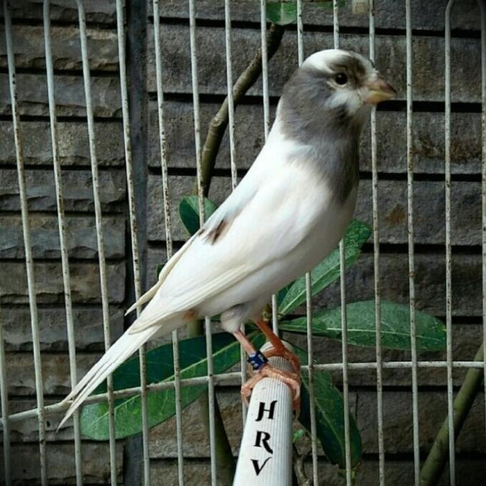burung kenari panda bahan pilihan jantan