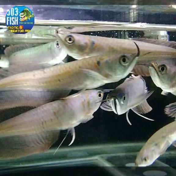 READY STOCK arwana silver red brazil 13-15 cm, makan pelet cupang