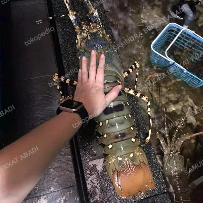 lobster mutiara hidup jumbo 3kg