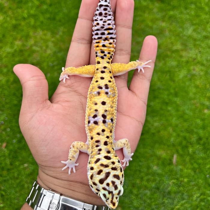 REDAY Terlaris Gecko Giant Macksnow PH Tremper Jantan (Faunatic Gecko Figure) Promo Murah