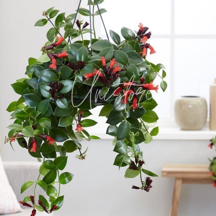 Tumbas Tani Tanaman Hias Gantung Lipstik Bunga Merah / Aeschynanthus Radicans Tanaman Hias Hidup