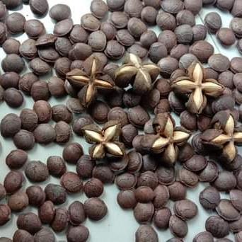 READY biji benih bibit kacang sacha inchi saca inci 1 kg