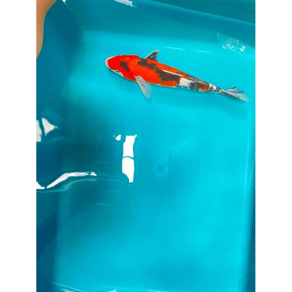 Ikan Koi Showa Blitar 26-30Cm Grade A+ Terbaru 