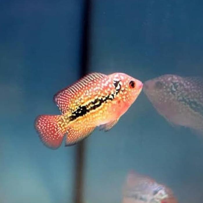 Louhan Kamfa F2 Ori Size 2-3Cm Beli 5 Gratis 1 #Special Terbaru 