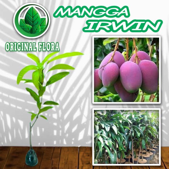 Bibit Mangga Irwin Mangga Erwin Mangga Ungu Pohon Mangga Irwin Ungu