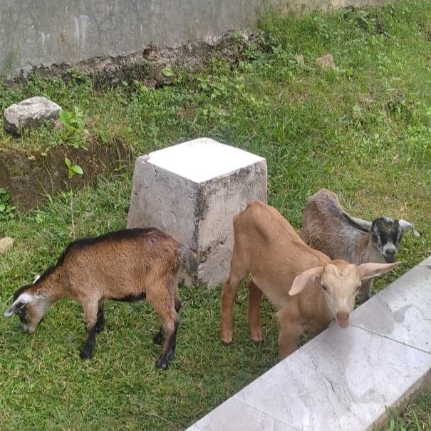 anak kambing kacang jawa ori