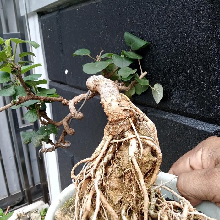 bonsai waru jepang cascade on the rock