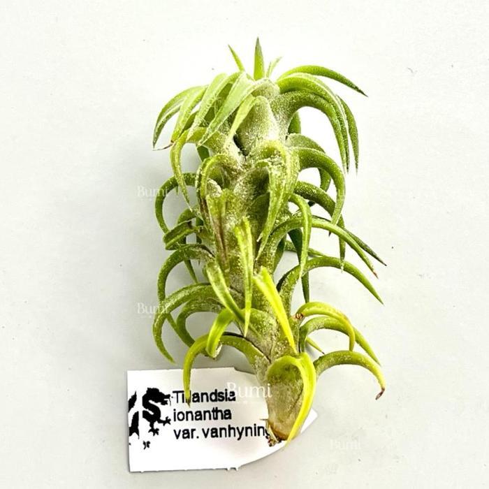Tillandsia Ionantha Var. Vanhyningii - Import Bumi Air Plant Udara Terbatas