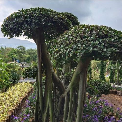 BONSAI beringin karet dolar karet korea TINGGI 2 M LEBIH SEDIA POHON