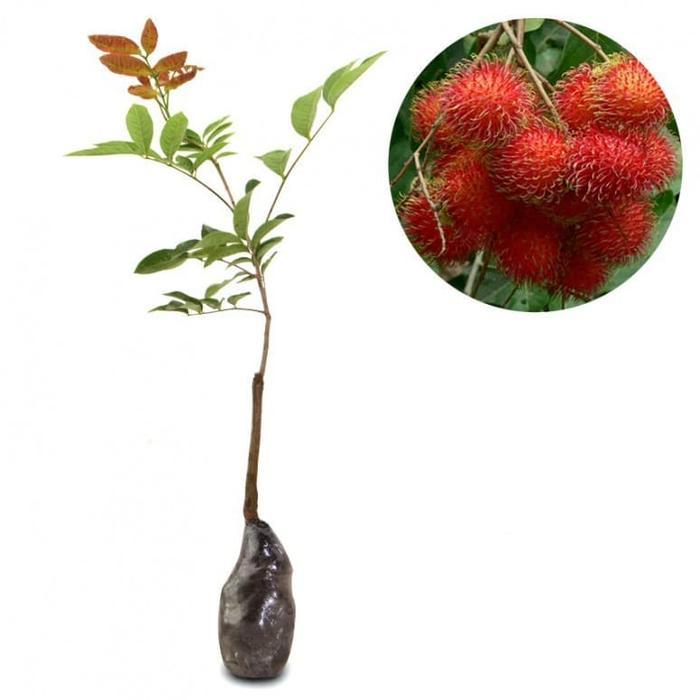 bibit rambutan binjai pohon rambutan bibit buah rambutan binjai