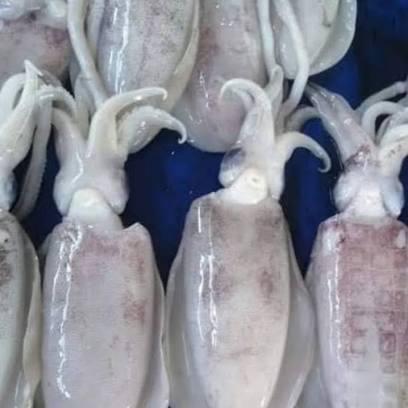 Cumi Tube Cumi Semampar Segar 1kg