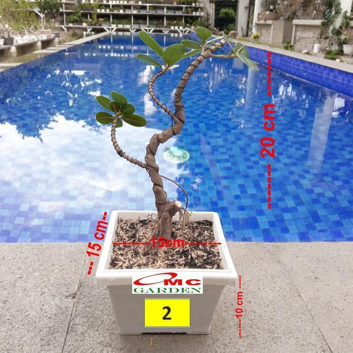 Tanaman Hias Pohon Bonsai Mame Beringin Korea Mini Dolar B-Bk-016