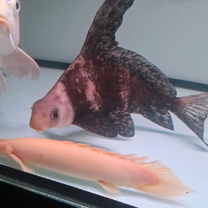 REDAY Terlaris Ikan CHF - Chinese High Fin ukuran 25cm Promo Murah