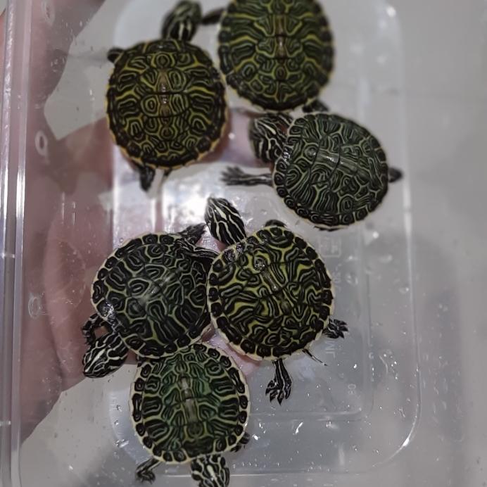 REDAY Terlaris Peninsula Cooter Turtle Baby Promo Murah
