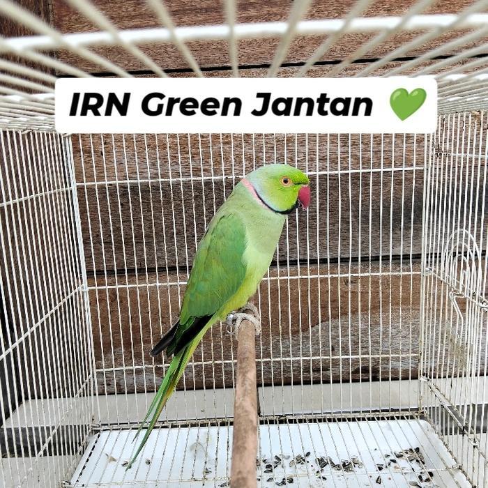 IRN Green/burung indian ringneck Green