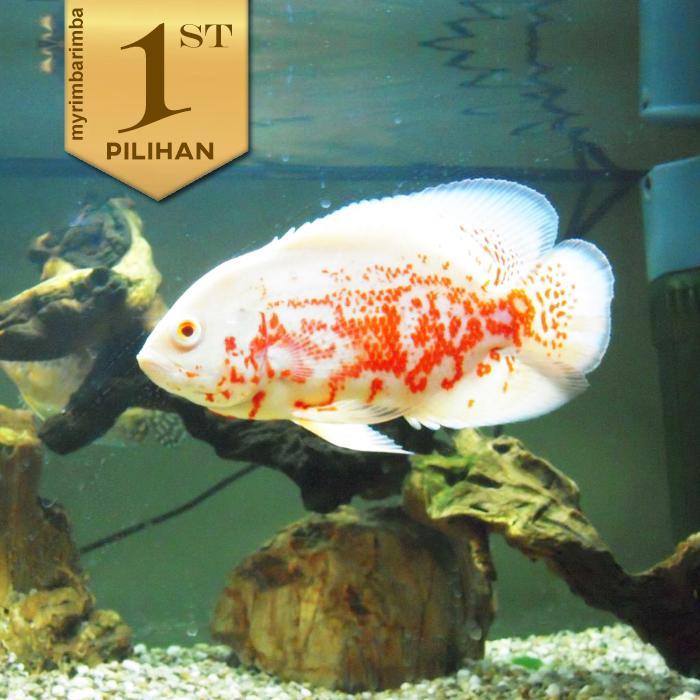TERBARU Oscar Batik Albino Jumbo 12 cm Ikan Hias Hiasan Aquarium Tanaman Air Aquascape. disarankan