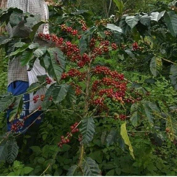 TERLARIS Biji Benih Bibit Kopi Arabika Gayo 2 varietas Borbor