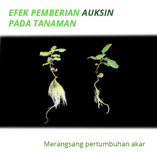 Grow Quick R 100 Ml - Pemacu Akar Perangsangan Stek Batang Tanaman