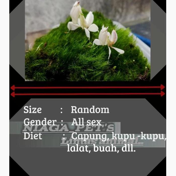 Ready BS belalang sembah anggrek orchid mantis