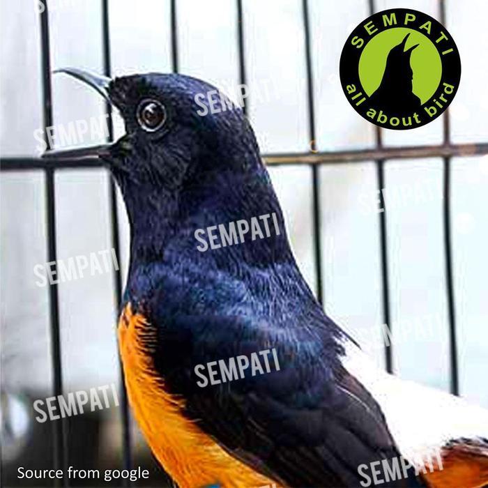 READY Sempati Bird Fresh Om Kicau Vitamin Burung Sakit Macet Bunyi Serak Saluran Pernafasan Dll