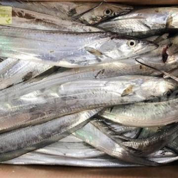 Ready BB Ikan Layur Segar / Ikan Layur 1Kg / Layur Utuh / Seafood / Ikan Laut / Ikan Segar / Ikan