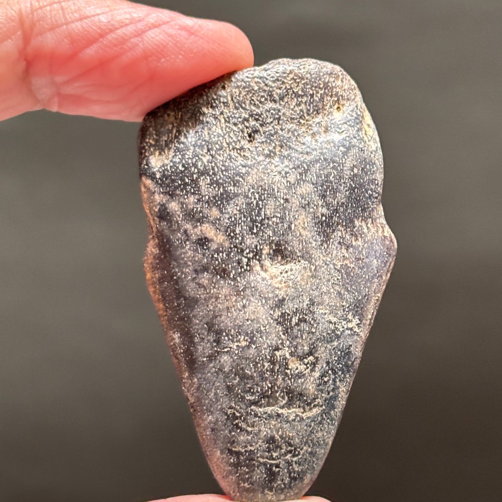 SUPER RARE | Half-Polished Javan Megalodon Tooth Fragment Natural Fosil Gigi Hiu Purba Megalodon Spe