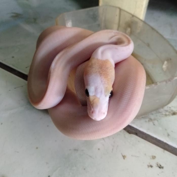 Ready retic ivory sd 50%