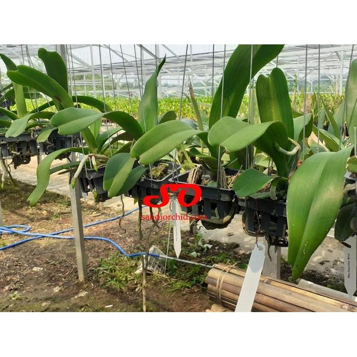 [ DEWASA ] Rhynchostylis gigantea Blue Si Ekor Serigala yang Harum dan Eksotik