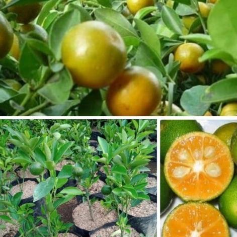 Bibit Jeruk Peras Manis