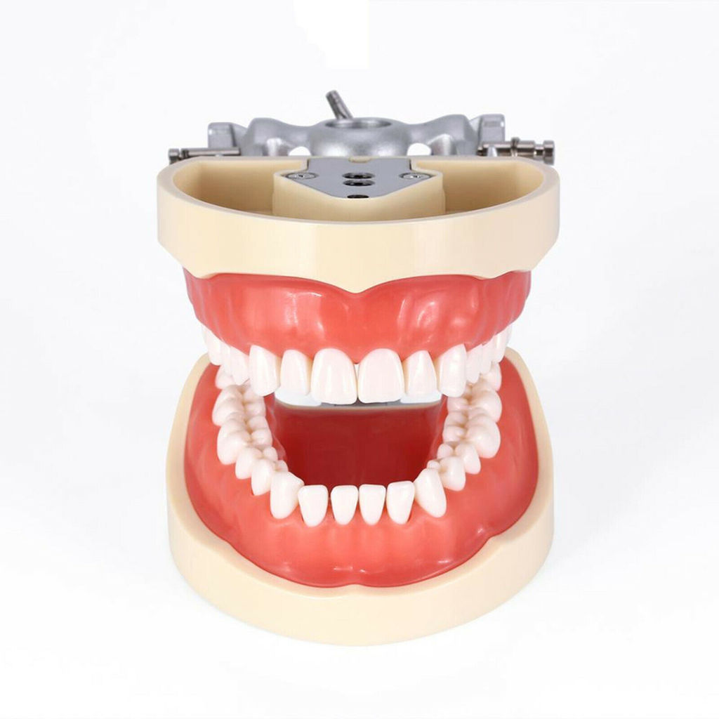 Kilgore NISSIN 200 Type Dental Typodont Model Removable Preparation