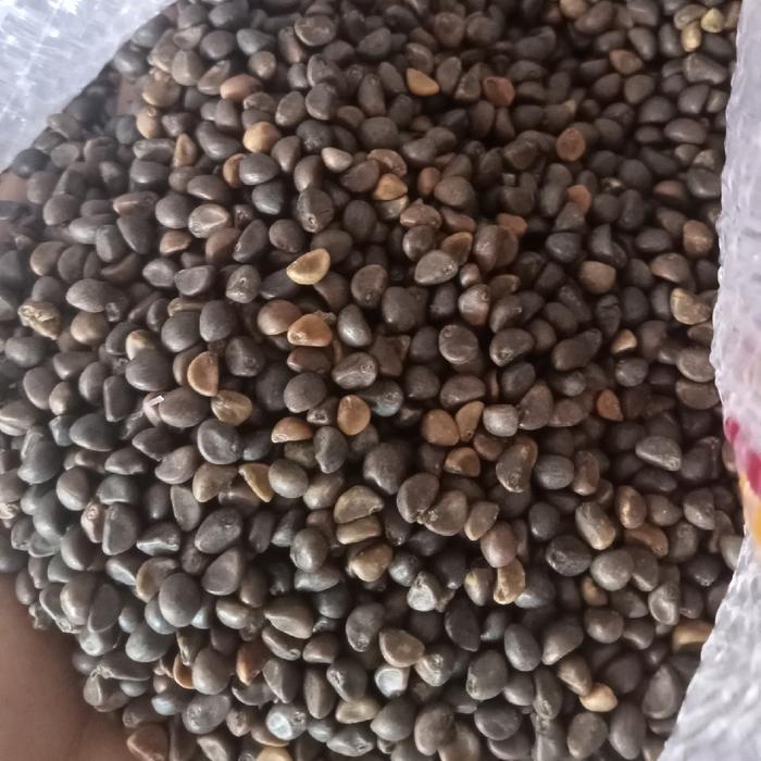 Bibit/Benih Kangkung Super 1kg