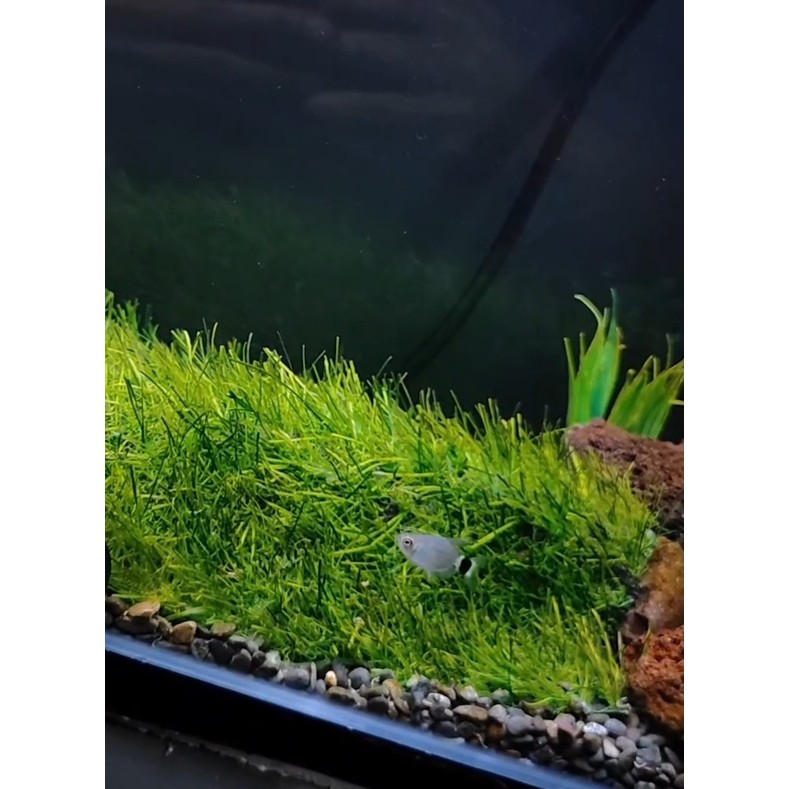 Rumput sintetis aquarium 25x25 tinggi 3 cm rumput swiss
