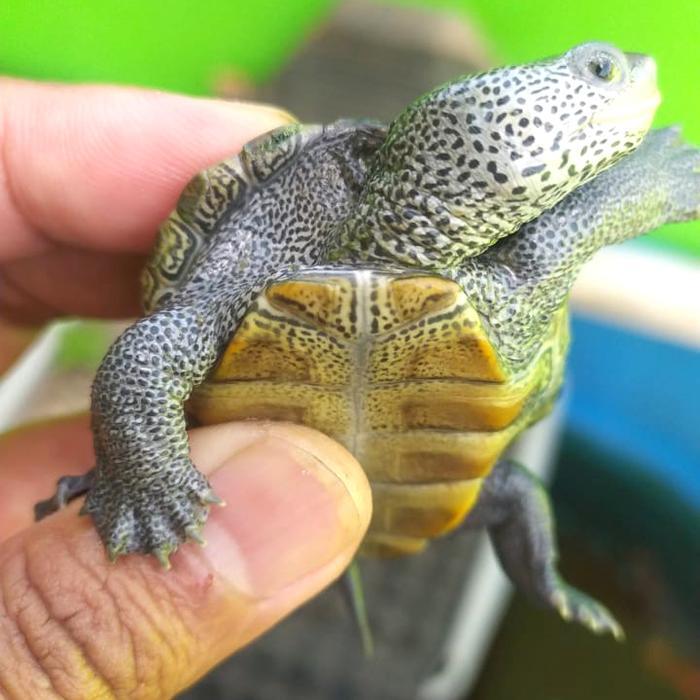 REDAY Terlaris Dbt Centrata Diamond Back Terrapin Promo Murah