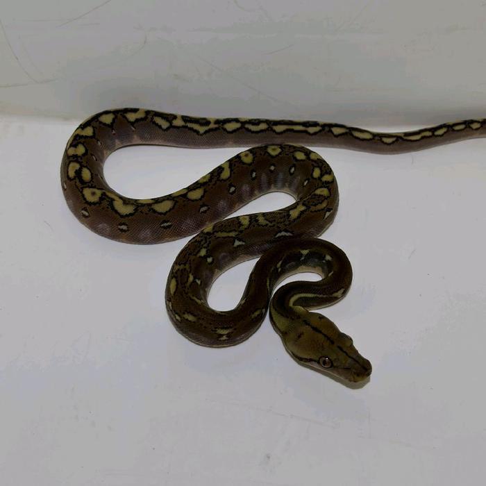 REDAY Terlaris BABY RETIC/SANCA MORP PHANTOM HET ALBINO Promo Murah