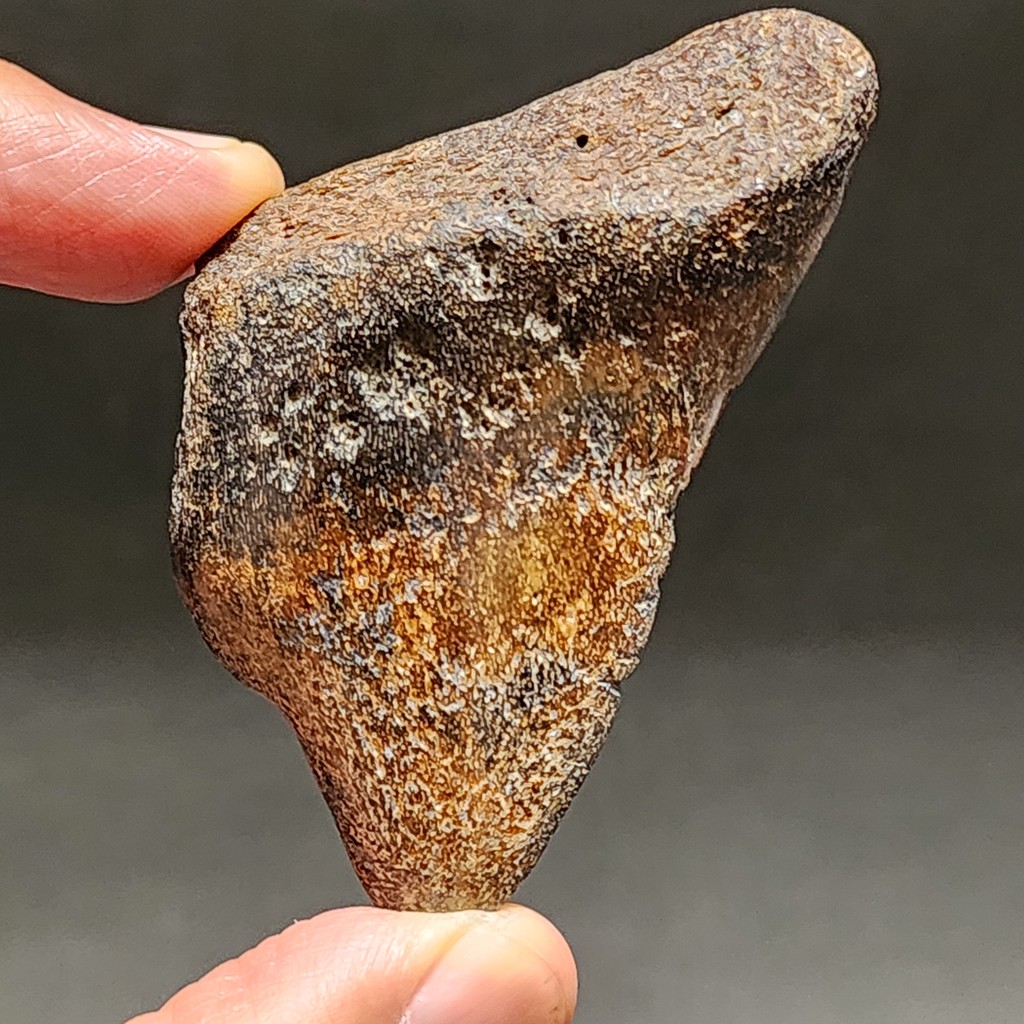 SUPER RARE | Half-Polished Javan Megalodon Tooth Fossil Fragment Natural Fosil Gigi Hiu Purba Megalo
