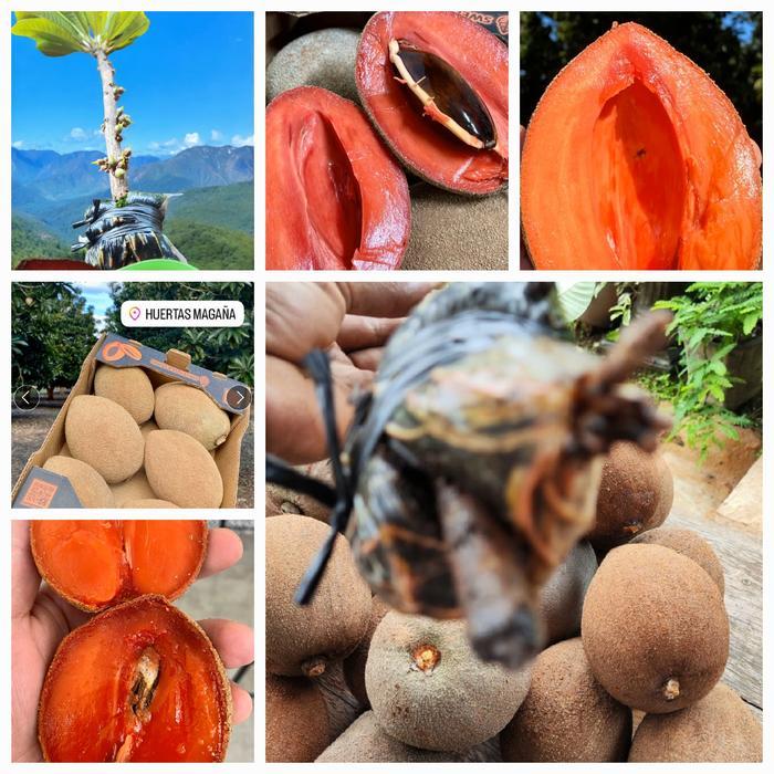 bibit mamey sapote lorito