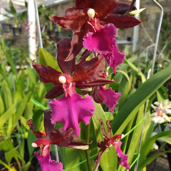 Anggrek oncidium Massai Pink