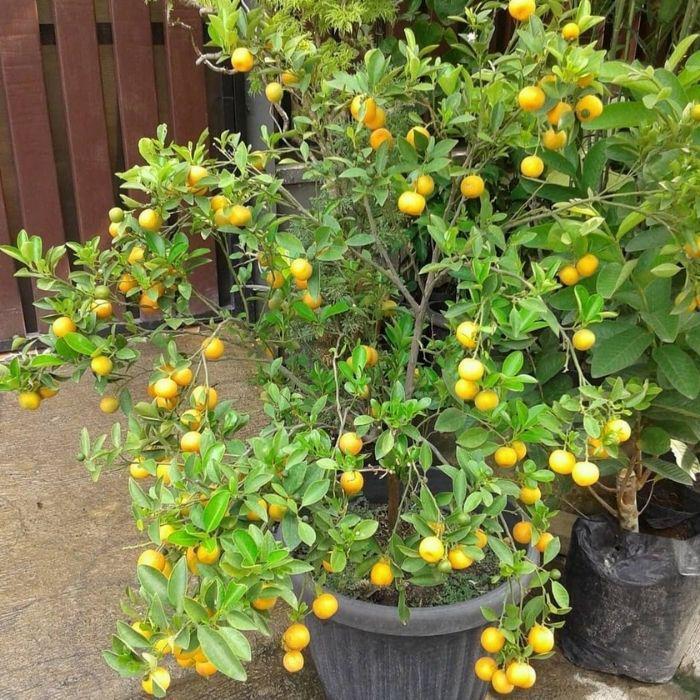 tanaman jeruk kip lemon cina berbuah tinggi 50-60cm + pot