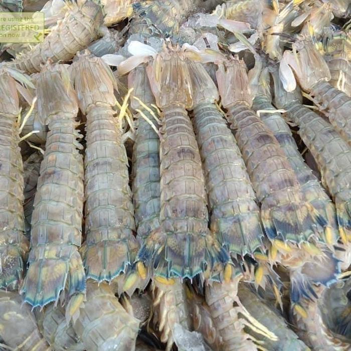 Ready Udang Ronggeng 1Kg Udang Ronggeng Segar Udang Mantis Shrimp Udang Cakrek