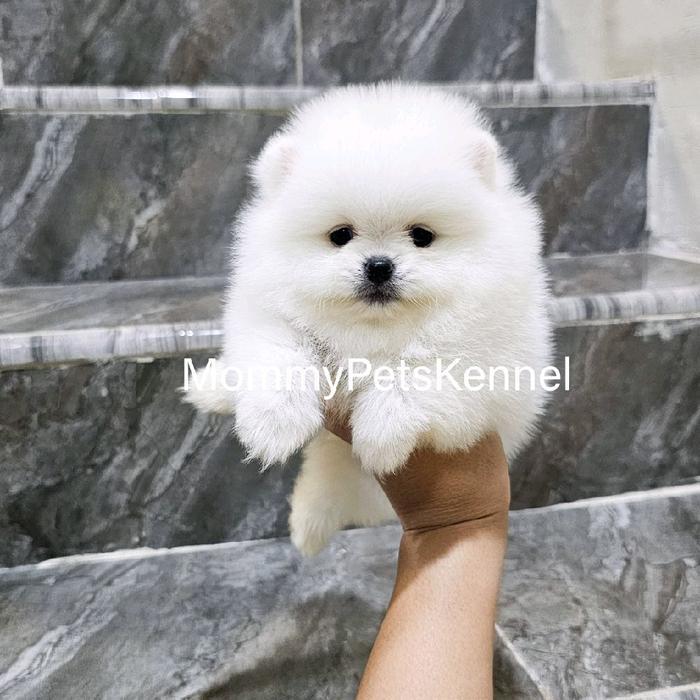 Supermini Pom snow white Pomeranian puppy