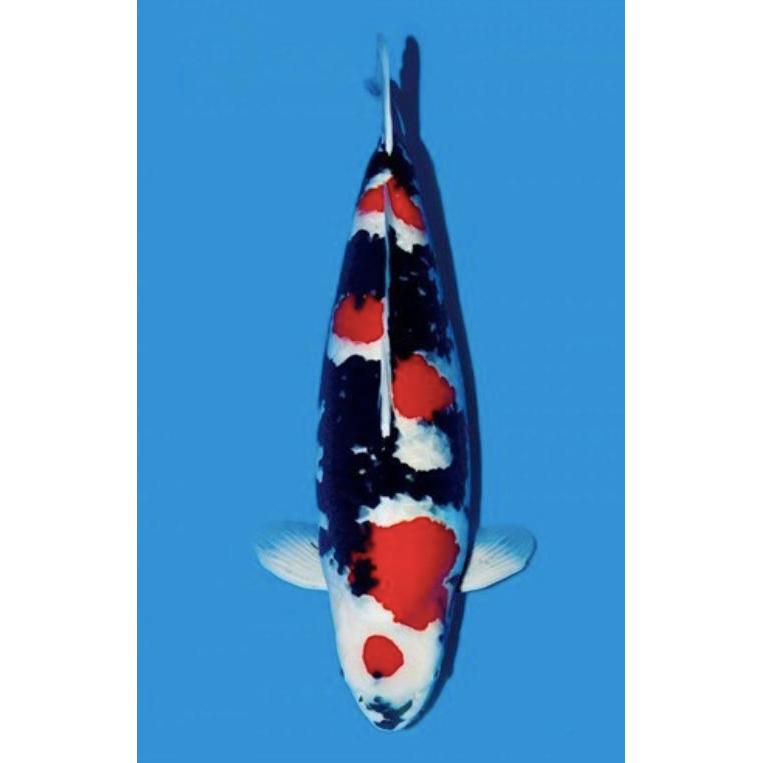Ikan Koi Showa Blitar 26-30 Cm Grade A Terbaru 