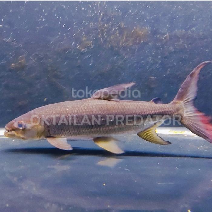 Ikan Goliath Tiger Fish Terbaru 