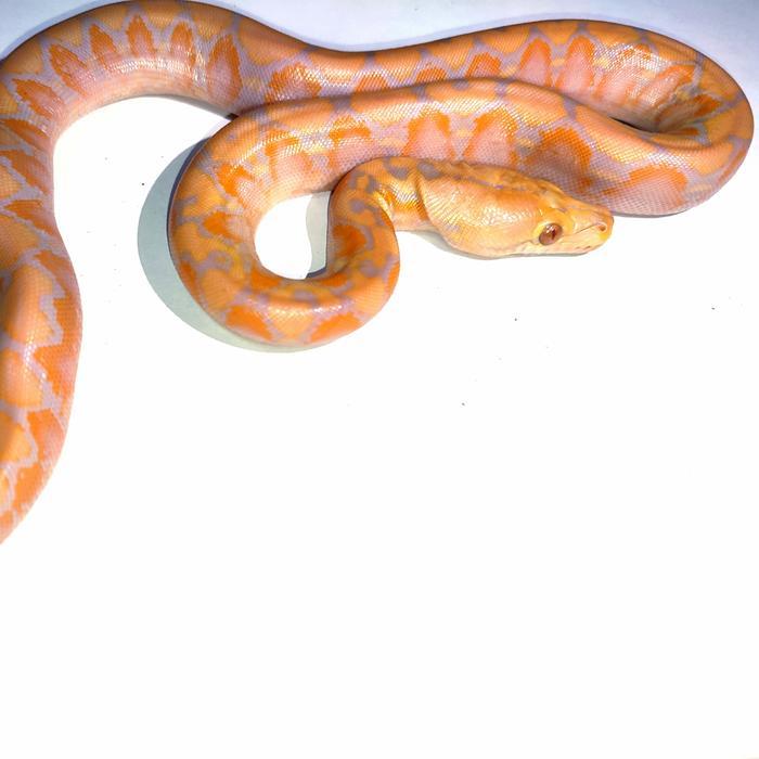 Ready retic albino purple
