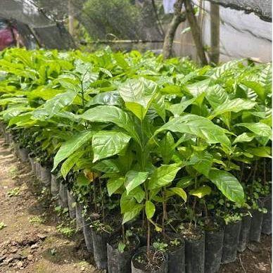 Bibit Kopi Robusta Semai Biji Super Kualitas Terbaik